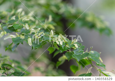 Close-up of variegated green branch with small buds Close-up of variegated green branch with small buds 140358329