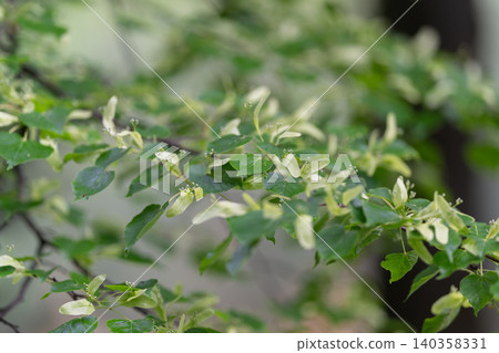 Slender green branch with small pale cream blossoms and glossy leaves Slender green branch with small pale cream blossoms and glossy leaves 140358331