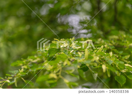 Green branch with pale yellow cluster blossoms and fresh leaves Green branch with pale yellow cluster blossoms and fresh leaves 140358336