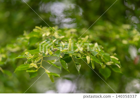 Close-up of green tree branches with fresh spring leaves and buds Close-up of green tree branches with fresh spring leaves and buds 140358337