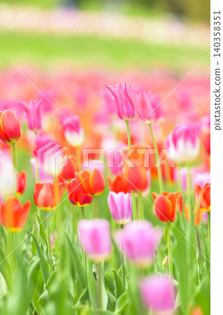 Tulip field in full bloom Tulip field in full bloom 140358351