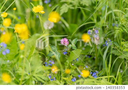 Wildflower meadow with yellow buttercups and pink clover in green grass Wildflower meadow with yellow buttercups and pink clover in green grass 140358353