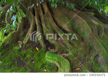 Kanazawa, Japan - Oct 6 2024, A close-up view of the ground covered with moss and grass, covered with tree roots, in Kenroku-en Park, at daytime, Kanazawa, Japan Kanazawa, Japan - Oct 6 2024, A close-up view of the ground covered with moss and grass, covered with tree roots, in Kenroku-en Park, at daytime, Kanazawa, Japan 140358372
