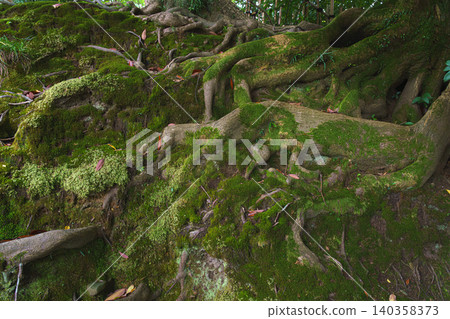 Kanazawa, Japan - Oct 6 2024, A close-up view of the ground covered with moss and grass, covered with tree roots, in Kenroku-en Park, at daytime, Kanazawa, Japan Kanazawa, Japan - Oct 6 2024, A close-up view of the ground covered with moss and grass, covered with tree roots, in Kenroku-en Park, at daytime, Kanazawa, Japan 140358373