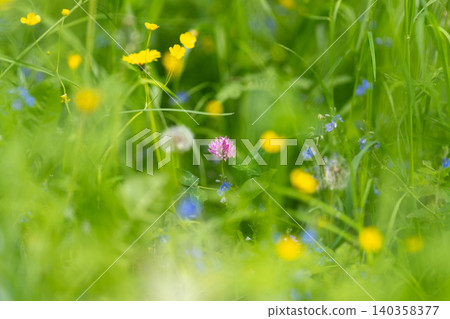 Close-up of wildflower meadow with clover and buttercups 140358377