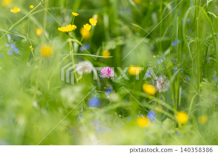 Wildflower meadow with clover and buttercups in soft morning light Wildflower meadow with clover and buttercups in soft morning light 140358386