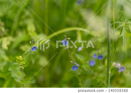Tiny blue wildflowers among green meadow grasses Tiny blue wildflowers among green meadow grasses 140358388