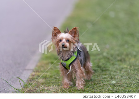 Small Yorkshire Terrier standing on grass near paved path wearing harness Small Yorkshire Terrier standing on grass near paved path wearing harness 140358407