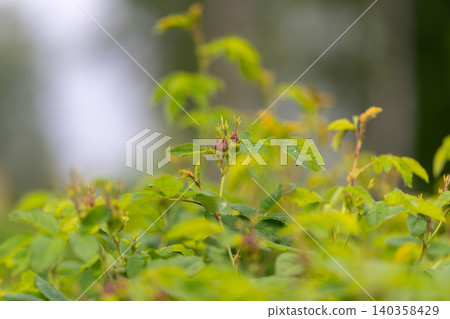 Fresh green shrub foliage with emerging buds 140358429
