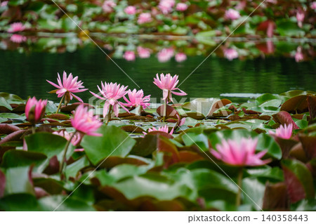 Water lily 140358443