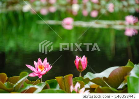 The glow of the water lilies The glow of the water lilies 140358445