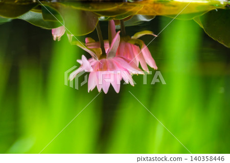 reflected water lilies reflected water lilies 140358446