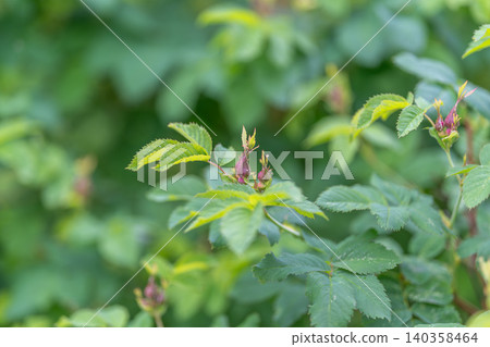 Green wild rose buds and serrated leaves in soft daylight Green wild rose buds and serrated leaves in soft daylight 140358464