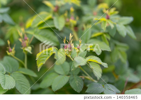 Green rosehip shrub with new buds and serrated leaves in soft daylight Green rosehip shrub with new buds and serrated leaves in soft daylight 140358465