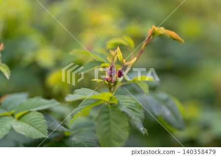 Close-up of emerging wild rose bud with green foliage 140358479