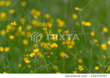 Yellow buttercup flowers in a sunlit green meadow Yellow buttercup flowers in a sunlit green meadow 140358491