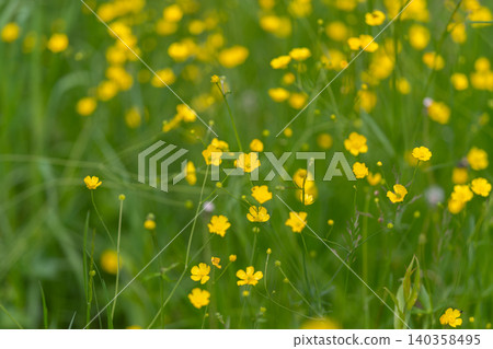 Field of small yellow buttercup flowers in green grass under soft daylight Field of small yellow buttercup flowers in green grass under soft daylight 140358495