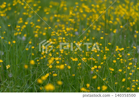 Sunlit meadow filled with yellow buttercup flowers and green grass Sunlit meadow filled with yellow buttercup flowers and green grass 140358500