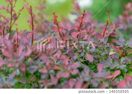 Close-up of purple-leaf shrub with new red shoots in soft natural light Close-up of purple-leaf shrub with new red shoots in soft natural light 140358505