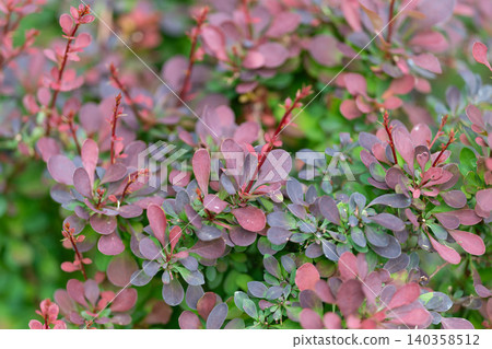 Close-up of pink and green ornamental shrub foliage with dewdrops Close-up of pink and green ornamental shrub foliage with dewdrops 140358512