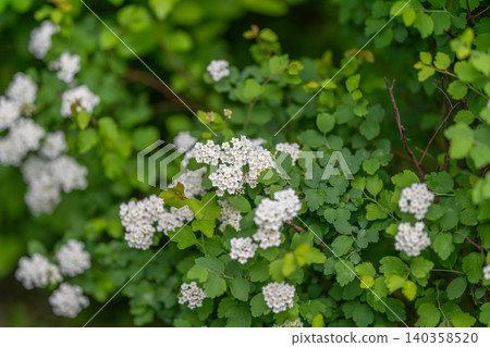 White spirea flowers clustered on green leafy shrub 140358520