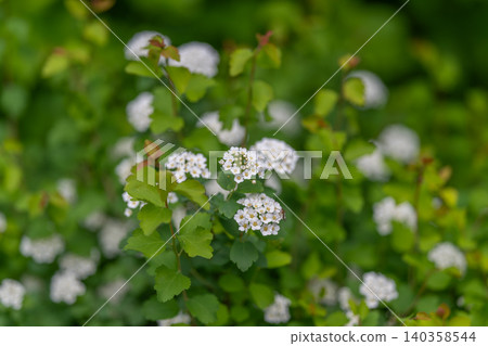 Clusters of small white blooms on green shrub with soft bokeh 140358544