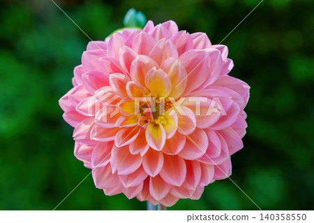 Macro photography of a fully bloomed pink and yellow gradient dahlia. Macro photography of a fully bloomed pink and yellow gradient dahlia. 140358550