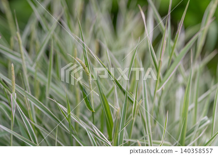 Close-up of dew-covered green grass blades in soft natural light Close-up of dew-covered green grass blades in soft natural light 140358557