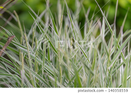 Close-up of ornamental variegated grass blades with dew and soft green background Close-up of ornamental variegated grass blades with dew and soft green background 140358559