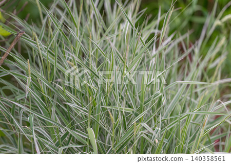 Clump of variegated ornamental grass with slender striped leaves Clump of variegated ornamental grass with slender striped leaves 140358561