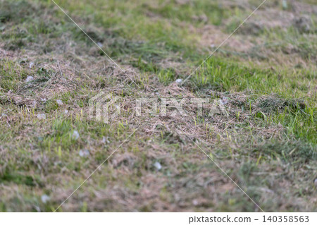 Close-up of dry grassy lawn with scattered clover and moss Close-up of dry grassy lawn with scattered clover and moss 140358563