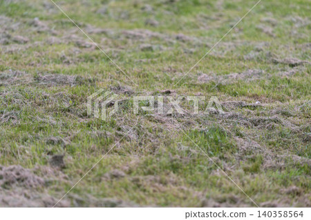 Close-up of patchy grassy field with dried clumps and green shoots Close-up of patchy grassy field with dried clumps and green shoots 140358564