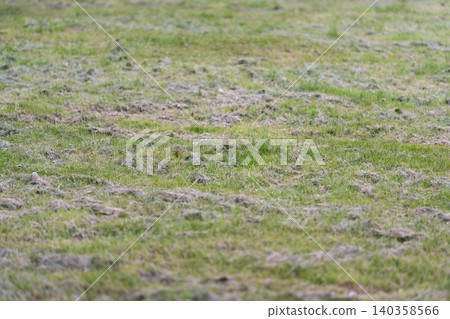 Close-up of patchy grass field with mixed green and dry areas Close-up of patchy grass field with mixed green and dry areas 140358566