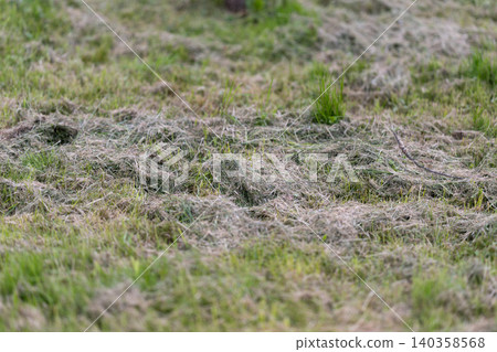 Close-up of grassy meadow with low vegetation and mossy patches Close-up of grassy meadow with low vegetation and mossy patches 140358568