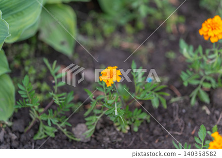 Small orange marigold bloom in garden soil with green foliage 140358582