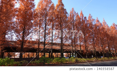 Fall Metasequoia Namiki Fall Metasequoia Namiki 140358587