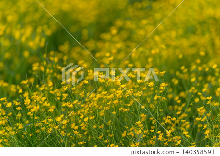 Field of small yellow wildflowers in soft sunlight Field of small yellow wildflowers in soft sunlight 140358591