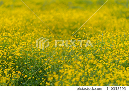 Field of dense yellow wildflowers in soft natural light Field of dense yellow wildflowers in soft natural light 140358593