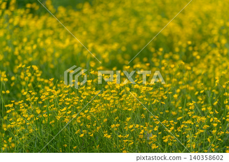 Field of yellow wildflowers in sunlit meadow Field of yellow wildflowers in sunlit meadow 140358602