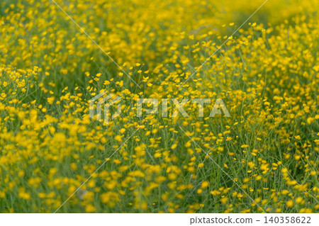 Field of dense yellow wildflowers in sunlit meadow Field of dense yellow wildflowers in sunlit meadow 140358622