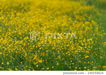 Field of small yellow wildflowers in lush green meadow under soft sunlight Field of small yellow wildflowers in lush green meadow under soft sunlight 140358624