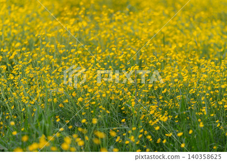 Field of dense yellow wildflowers with green grass under soft daylight Field of dense yellow wildflowers with green grass under soft daylight 140358625