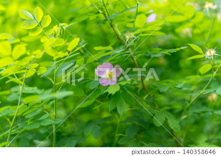 Pink wild rose blossom among sunlit green foliage Pink wild rose blossom among sunlit green foliage 140358646