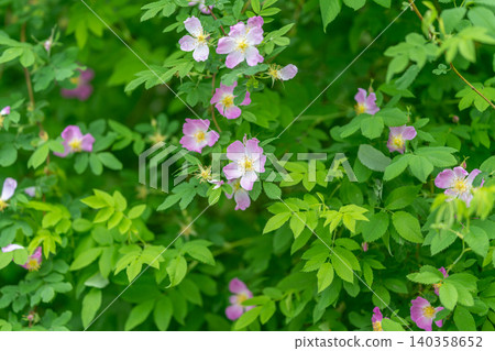 Wild rose shrub with delicate pale pink blossoms amid vibrant green foliage Wild rose shrub with delicate pale pink blossoms amid vibrant green foliage 140358652