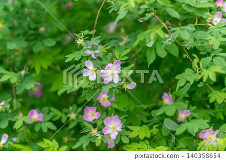 Delicate pink wild rose blossoms among green leafy branches Delicate pink wild rose blossoms among green leafy branches 140358654