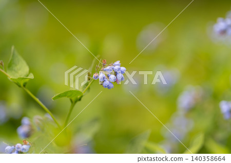 Close-up of small blue wildflowers with green blurred background Close-up of small blue wildflowers with green blurred background 140358664