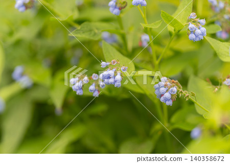 Close-up of small blue flowers among green foliage with soft natural light Close-up of small blue flowers among green foliage with soft natural light 140358672