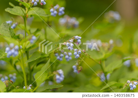 Delicate blue forget-me-not flowers among green foliage in soft natural light Delicate blue forget-me-not flowers among green foliage in soft natural light 140358675