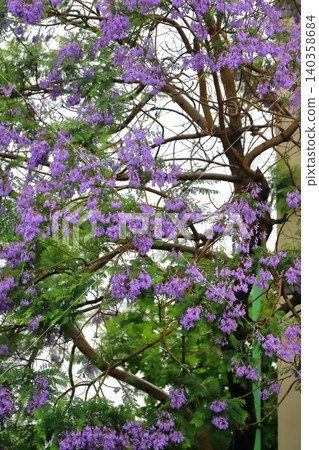 藍花楹花 藍花楹花 140358684