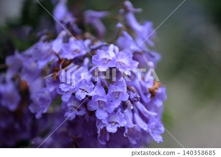 藍花楹花 藍花楹花 140358685
